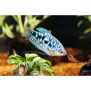 Мраморный гурами (научное наименование — Trichopodus trichopterus) — искусственно выведенная разновидность пятнистого гурами. Выведен в 70-х годах XX века американским селекционером Косби.
Ареал: мраморный гурами не встречается в природных водоёмах, но его близкие родственники обитают в Азии, Индонезии, Таиланде, Суматре.