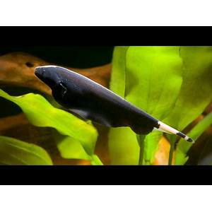 Apteronotus albifrons — научное название чёрной рыбы-ножа (чёрной ножетелки, чёрного призрака). Принадлежит семейству Аптеронотовые.