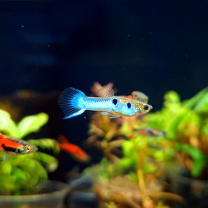 ГУППИ ЭНДЛЕРА ЯПОНСКИЕ СИНИЕ (самец/самка)