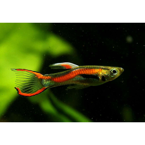 ГУППИ ЭНДЛЕРА КРАСНЫЙ НЕОН (самец/самка)