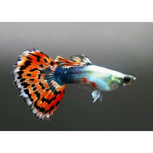 ГУППИ МОЗАИКА - Guppy Mosaic