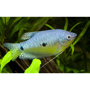 Голубой гурами (Trichogaster trichopterus sumatranus) — аквариумная рыбка семейства лабиринтовые. Отличительная особенность — видоизменённые грудные плавники, которые по форме похожи на нитевые усики и служат органами осязания.