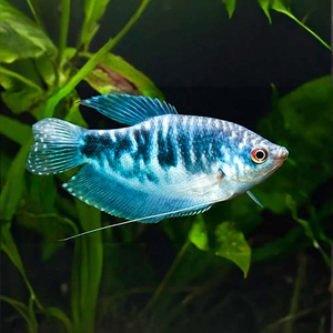 Мраморный гурами (научное наименование — Trichopodus trichopterus) — искусственно выведенная разновидность пятнистого гурами. Выведен в 70-х годах XX века американским селекционером Косби.
Ареал: мраморный гурами не встречается в природных водоёмах, но его близкие родственники обитают в Азии, Индонезии, Таиланде, Суматре.