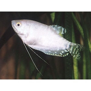 Гурами белый перламутровый (Trichogaster trichopterus var.) — селекционная форма обыкновенного гурами. В природе эти рыбки не обитают.