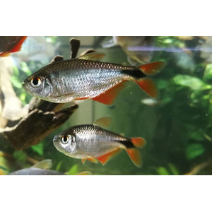 Тетра Плотвичка (Тетрагоноптерус, Тетра ромбовидная) (Hyphessobrycon anisitsi) — пресноводная лучеперая рыбка из семейства Харациновые.