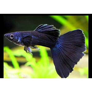 ГУППИ ЧЕРНЫЙ СМОКИНГ СИНИЙ ОТЛИВ