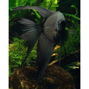 Скалярия чёрная (Pterophyllum black) — селекционная форма обыкновенной скалярии (Pterophyllum scalare). Характеризуется насыщенной чёрной окраской тела. Ещё называют «чёрной скалярией Людвига» по фамилии создателей породы — Джулии и Фреда Людвигов.