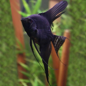 Скалярия чёрная (Pterophyllum black) — селекционная форма обыкновенной скалярии (Pterophyllum scalare). Характеризуется насыщенной чёрной окраской тела. Ещё называют «чёрной скалярией Людвига» по фамилии создателей породы — Джулии и Фреда Людвигов.