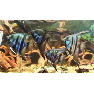 Скалярия Пиной (Pterophyllum scalare “Pinoy”) — одна из самых красивых селекционных форм скалярий. Отличается нежным серебристо-мраморным телом с тёмными вкраплениями и прозрачными плавниками с аккуратными штрихами. Смотрится элегантно и утончённо, особенно в аквариуме с мягким светом.