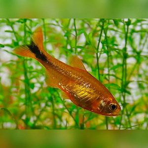 Тетра медная (лат. Hasemania nana) — пресноводная лучепёрая рыбка из семейства Харациновые. Названа в честь американского ихтиолога и аквариумиста Джона Хасмана.