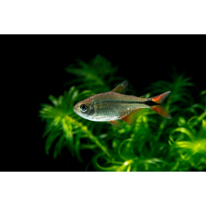 Тетра Плотвичка (Тетрагоноптерус, Тетра ромбовидная) (Hyphessobrycon anisitsi) — пресноводная лучеперая рыбка из семейства Харациновые.