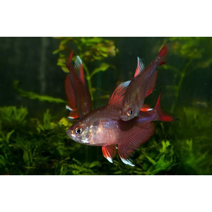 Орнатус белоплавничный (Hyphessobrycon bentosi var. White Fin) — аквариумная рыбка из семейства Characidae (Харациновые), селекционная форма обыкновенного орнатуса.