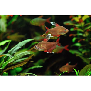 Орнатус белоплавничный (Hyphessobrycon bentosi var. White Fin) — аквариумная рыбка из семейства Characidae (Харациновые), селекционная форма обыкновенного орнатуса.