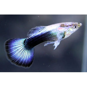 ГУППИ СИНИЙ ТУРКИС (самец/самка)