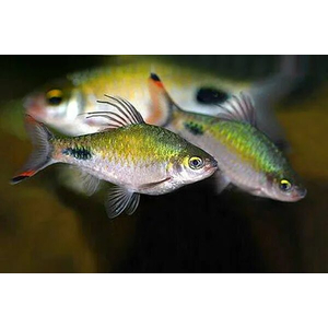 Puntius filamentosus — название барбуса филаментозы (оливкового клоуна, нитчатого барбуса). Принадлежит к семейству Cyprinidae.