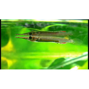 Дермогенис карликовый (Dermogenys pusilla), или бойцовый полурыл — пресноводная лучеперая рыба из семейства Полурылых. Дермогенис карликовый (Dermogenys pusilla), или бойцовый полурыл — пресноводная лучеперая рыба из семейства Полурылых.