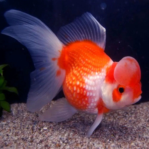«Жемчужинка с короной» (Crown Pearlscale Goldfish) — разновидность золотой рыбки, выведенная заводчиком Шигео Ватанабе в 1978 году в Японии.