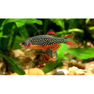 Микрорасбора галактика (Danio margaritatus) — миниатюрная аквариумная рыбка из семейства Карповых. Другие названия: маргаритата, звёздная расбора, данио маргаритатус, данио галактика.