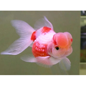 «Жемчужинка с короной» (Crown Pearlscale Goldfish) — разновидность золотой рыбки, выведенная заводчиком Шигео Ватанабе в 1978 году в Японии.