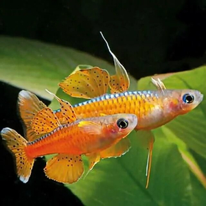 Pseudomugil paskai Red Neon — вид пресноводных рыбок, также известный как псевдомугил паскай (синеглазка «Красный неон»). Впервые в продаже появился в 2011 году.