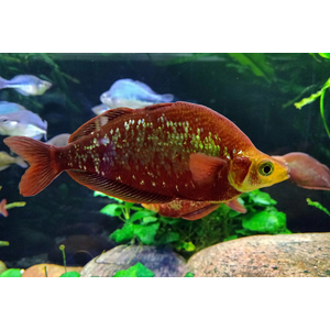 Глоссолепис красный (Glossolepis incisus) — пресноводная лучепёрая рыбка из семейства Радужницы. Имеет исторические названия: атерина красная, новогвинейская радужница, радужник гребенчатый и др.