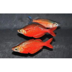 Глоссолепис красный (Glossolepis incisus) — пресноводная лучепёрая рыбка из семейства Радужницы. Имеет исторические названия: атерина красная, новогвинейская радужница, радужник гребенчатый и др.