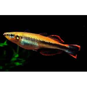 Бедоция мадагаскарская (Bedotia madagascariensis) — пресноводная лучепёрая рыбка из семейства Бедотиевые, эндемик острова Мадагаскар. Также встречается под названием мадагаскарская радужница.