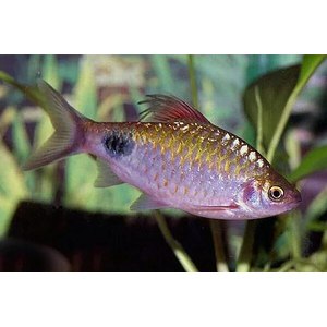 Puntius filamentosus — название барбуса филаментозы (оливкового клоуна, нитчатого барбуса). Принадлежит к семейству Cyprinidae.