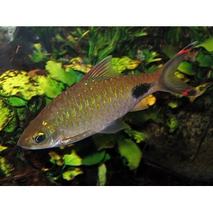 Puntius filamentosus — название барбуса филаментозы (оливкового клоуна, нитчатого барбуса). Принадлежит к семейству Cyprinidae.