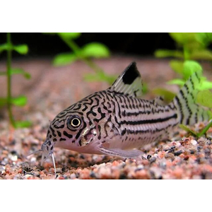 Коридорас Джули (Corydoras julii) — пресноводная лучепёрая рыбка из семейства Каллихтовые (Панцирные) сомы. Иногда встречается под названием леопардовый коридорас или Юлии.