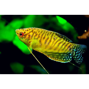 Золотой гурами — лабиринтовая рыбка, выведенная селекционерами в 1970 году. Это цветовая вариация гурами пятнистого.