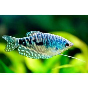 Мраморный гурами (научное наименование — Trichopodus trichopterus) — искусственно выведенная разновидность пятнистого гурами. Выведен в 70-х годах XX века американским селекционером Косби.
Ареал: мраморный гурами не встречается в природных водоёмах, но его близкие родственники обитают в Азии, Индонезии, Таиланде, Суматре.