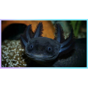 Чёрный бархатный аксолотль (melanistic axolotl) — меланистическая морфа аксолотля, возникающая в результате избытка тёмного пигмента меланина. Это не дикая форма, а результат селекции в неволе, направленной на создание максимально насыщенного чёрного окраса.