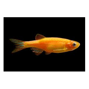 ДАНИО ГЛО ОРАНЖ