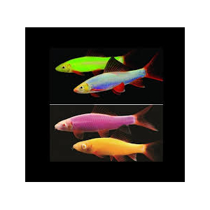 ЛАБЕО ГЛО ЧЕРНИЧНЫЙ