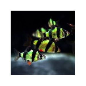 БАРБУС ГЛО ЗЕЛЕНО-ЧЕРНЫЙ