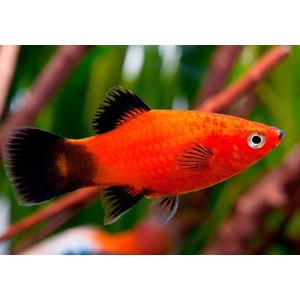 Пецилия красная чернохвостая (Xiphophorus maculatus) — селекционная форма обыкновенной пецилии. Отличительная особенность — контрастные чёрные плавники и хвост на фоне красного, оранжевого или золотистого тела.