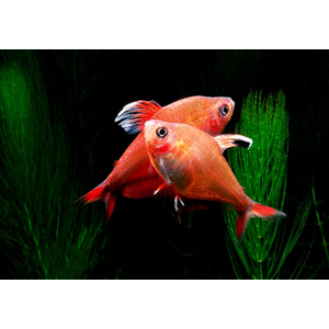 Орнатус белоплавничный (Hyphessobrycon bentosi var. White Fin) — аквариумная рыбка из семейства Characidae (Харациновые), селекционная форма обыкновенного орнатуса.