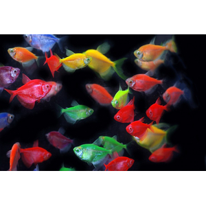 ТЕРНЕЦИЯ ГЛО РУБИН