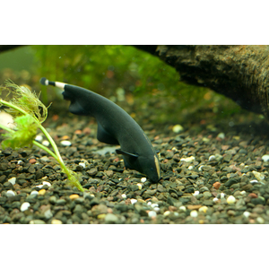 Apteronotus albifrons — научное название чёрной рыбы-ножа (чёрной ножетелки, чёрного призрака). Принадлежит семейству Аптеронотовые.