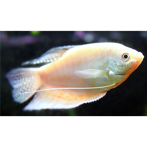 Гурами белый перламутровый (Trichogaster trichopterus var.) — селекционная форма обыкновенного гурами. В природе эти рыбки не обитают.