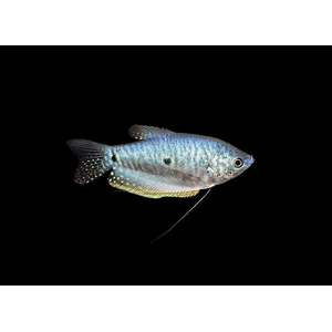 Голубой гурами (Trichogaster trichopterus sumatranus) — аквариумная рыбка семейства лабиринтовые. Отличительная особенность — видоизменённые грудные плавники, которые по форме похожи на нитевые усики и служат органами осязания.