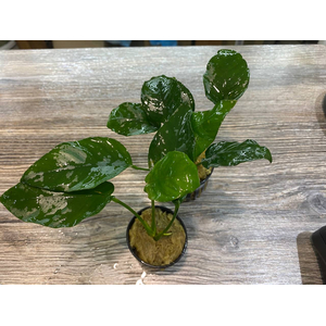 Анубиас бартери вар. нана (Anubias barteri var. nana)Анубиас бартери вар. нана (Anubias barteri var. nana)