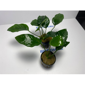 Анубиас бартери вар. нана (Anubias barteri var. nana)