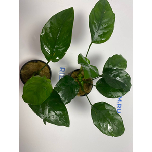 Анубиас бартери вар. нана (Anubias barteri var. nana)