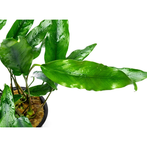 АНУБИАС УЗКОЛИСТНЫЙ (МИНИМА)