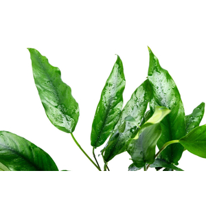 АНУБИАС УЗКОЛИСТНЫЙ (МИНИМА)