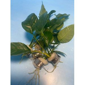 АНУБИАС БАРТЕРИ ПОЛОСАТЫЙ / Anubias barteri striped