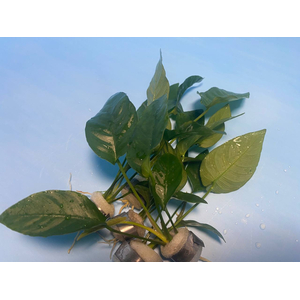 АНУБИАС БАРТЕРИ ПОЛОСАТЫЙ / Anubias barteri striped