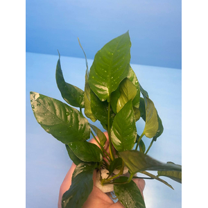 АНУБИАС БАРТЕРИ ПОЛОСАТЫЙ / Anubias barteri striped